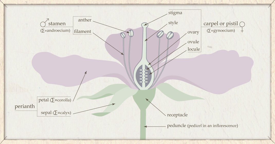 basic flower structure