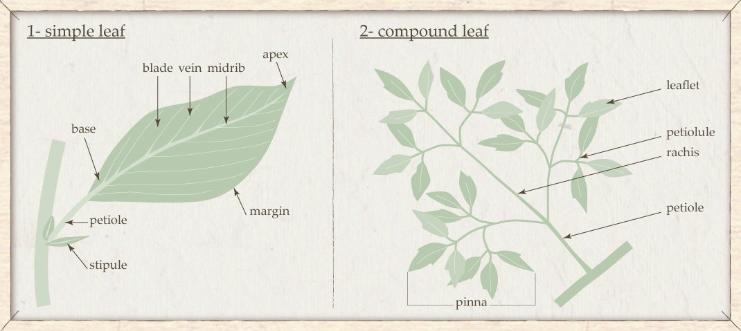 basic flower structure